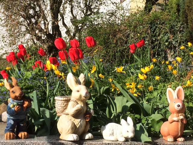Osterhasen stehen vor den Tulpen.