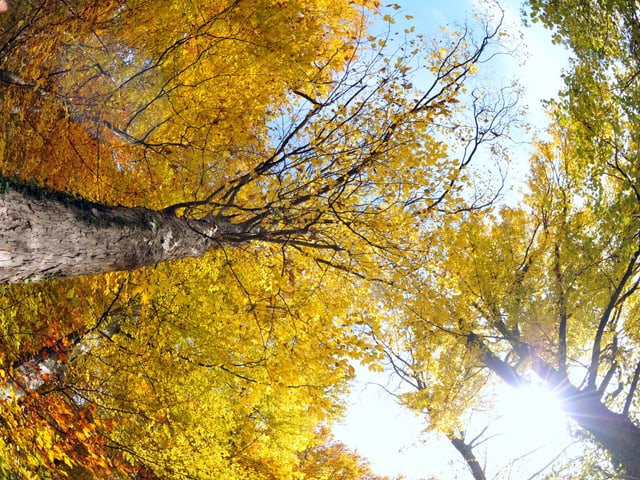 Die goldenen Bläuter von unten fotografiert.