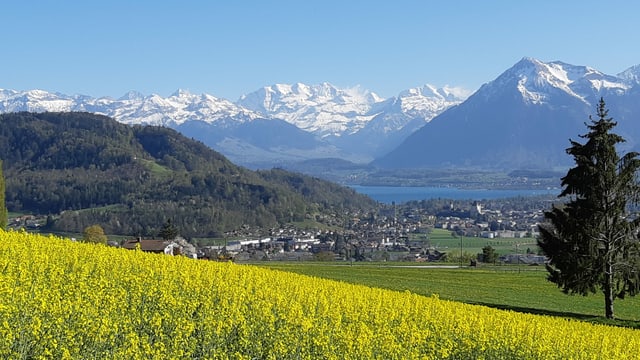 Steffisburg Mitte April bei wolkenlosem Himmel und bereits blühenden Rapsfeldern. Steffisburg Mitte April bei wolkenlosem Himmel und bereits blühenden Rapsfeldern.