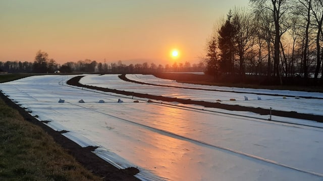 At the beginning of March there was severe frost and the vegetable crops in Seeland had to be protected.