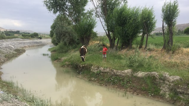 Ein Junge lässt eine Kuh an einem Fluss weiden. Ein Junge lässt eine Kuh an einem Fluss weiden.