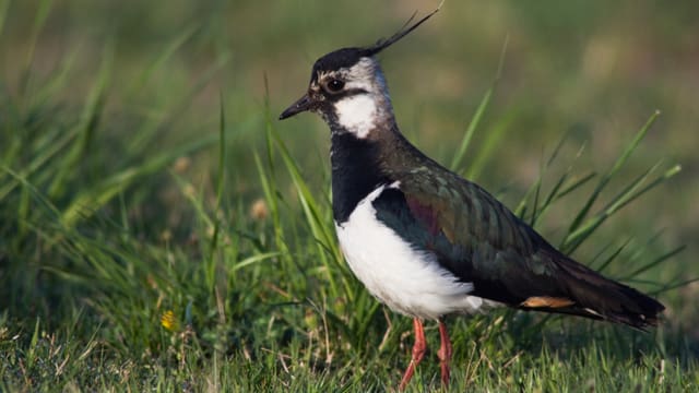 Vogel (Kiebitz) auf einer Wiese. Vogel (Kiebitz) auf einer Wiese.