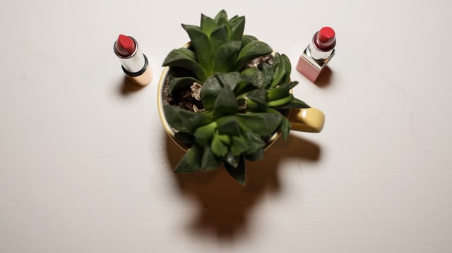 Ein Kaktus und zwei Lippenstifte sind wie eine Gebärmutter angeordnet. Ein Kaktus und zwei Lippenstifte sind wie eine Gebärmutter angeordnet.