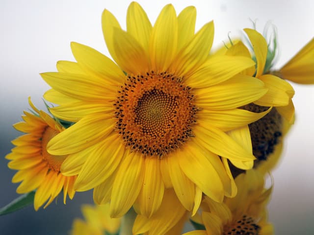 Sonnenblumenkerne enthalten hochwertige Fettsäuren. Sonnenblumenkerne enthalten hochwertige Fettsäuren.