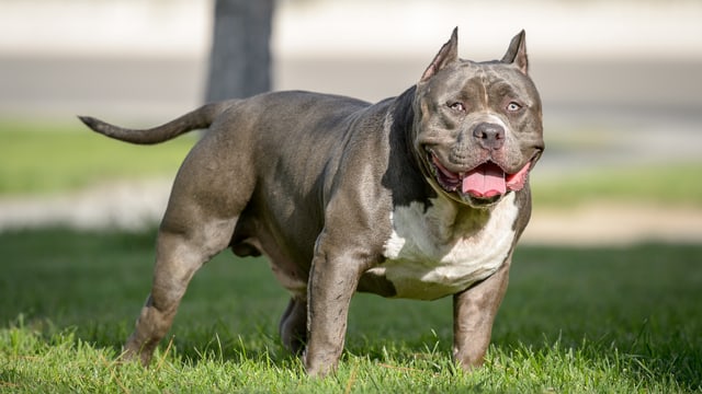 American Bully American Bully