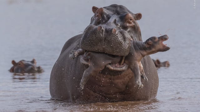 Ein kleines Flusspferd wird von einem Flusspferdbulle angegriffen. Ein kleines Flusspferd wird von einem Flusspferdbulle angegriffen.