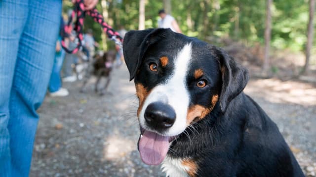 Leinenpflicht für Hunde. Leinenpflicht für Hunde.