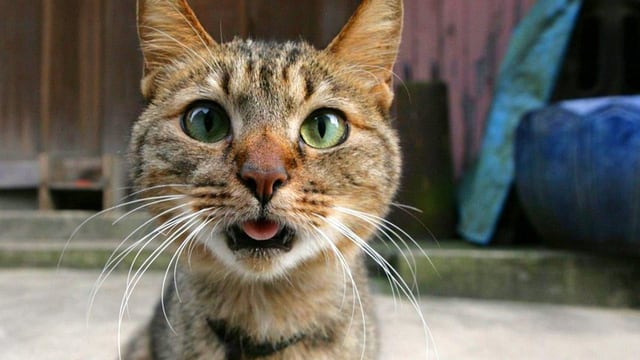 Eine Katze Eine Katze