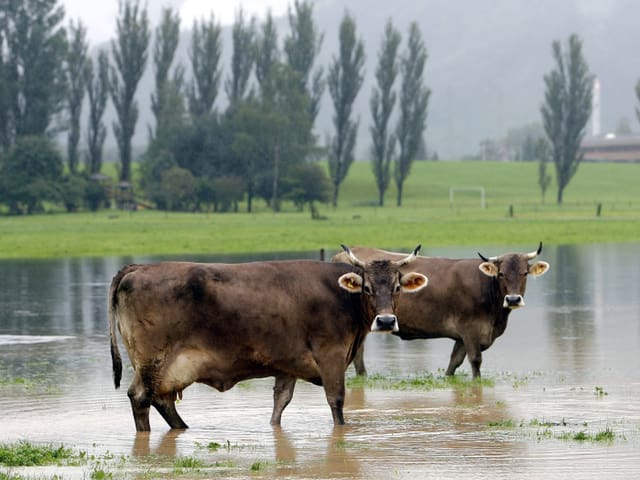 Kühe stehen auf einer überfluteten Wiese Kühe stehen auf einer überfluteten Wiese