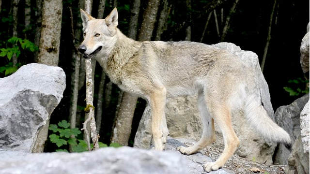 Wolf auf Steinen Wolf auf Steinen