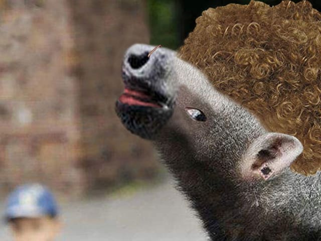 Schöner Ameisenbär
