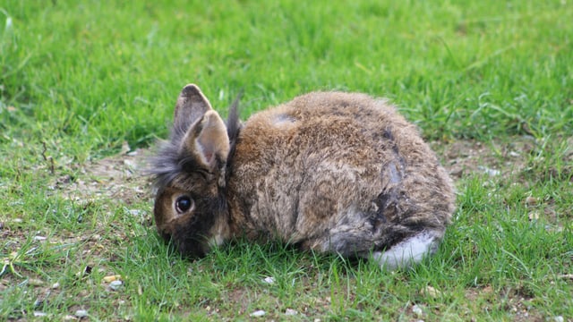 Zwerghase Max sitzt zusammengekauert im Gras. Zwerghase Max sitzt zusammengekauert im Gras.