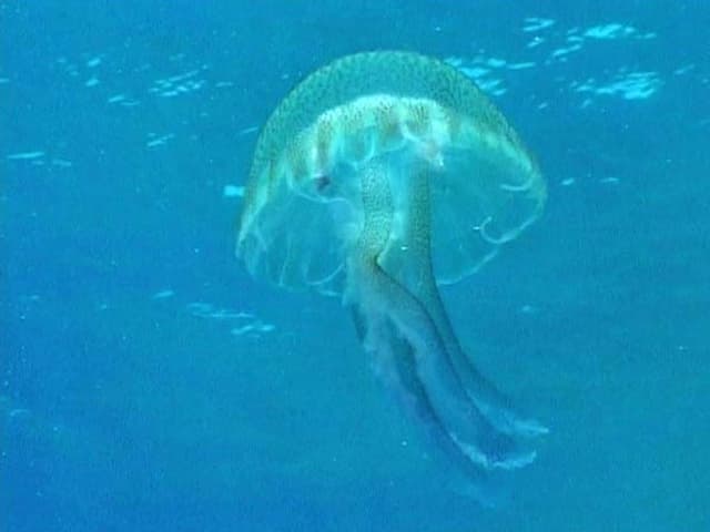 Leuchtqualle im Meer Leuchtqualle im Meer