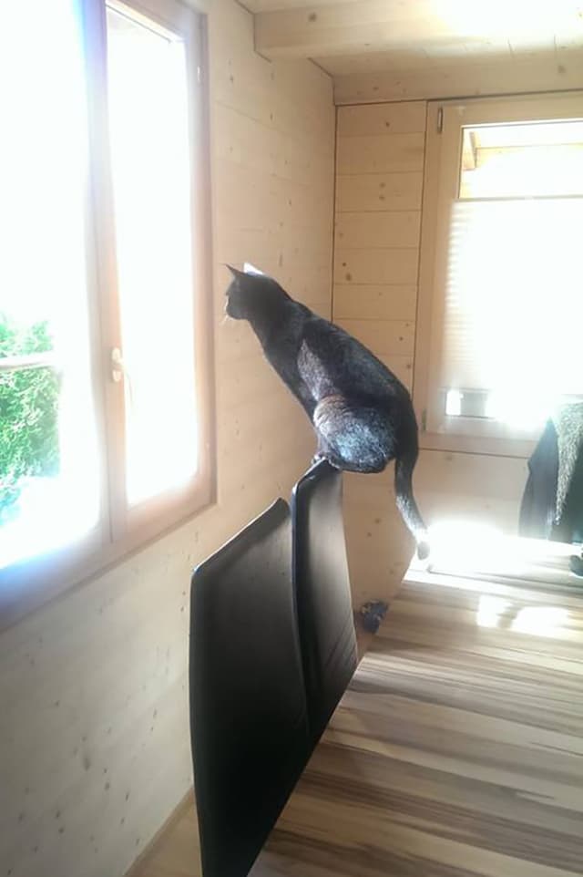 Katze, die auf einer engen Stuhllehne sitzt. Katze, die auf einer engen Stuhllehne sitzt.
