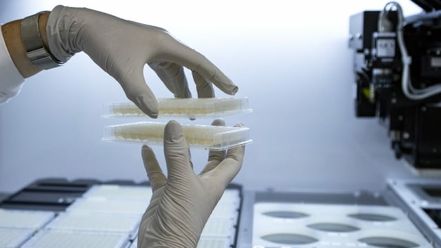 Zwei Gummihandschuhe halten ein Gefäss, im Hintergrund Laborgeräte. Zwei Gummihandschuhe halten ein Gefäss, im Hintergrund Laborgeräte.