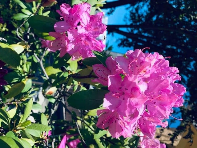 Prächtige, rosafarbene Blüten.