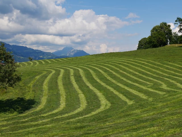 Gemähte Wiese.