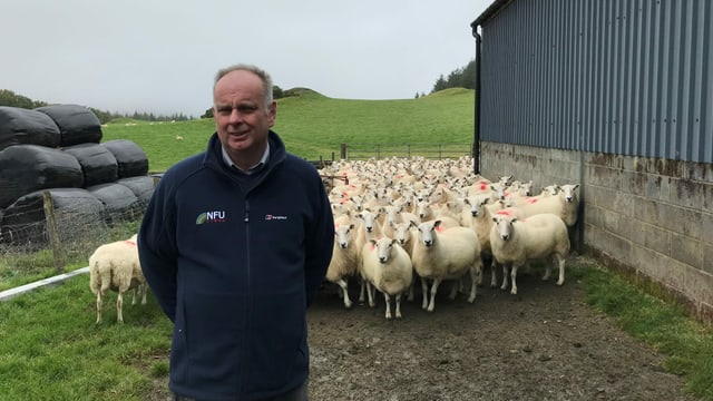 Wyn Evans steht vor seiner Schaf-Herde. Wyn Evans steht vor seiner Schaf-Herde.