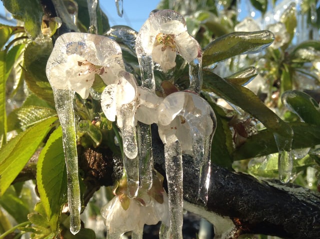 Kirschblüten mit einer dicken Schicht Eis.