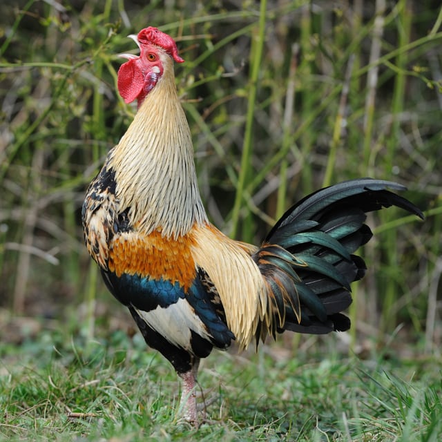 Krähender Hahn Krähender Hahn