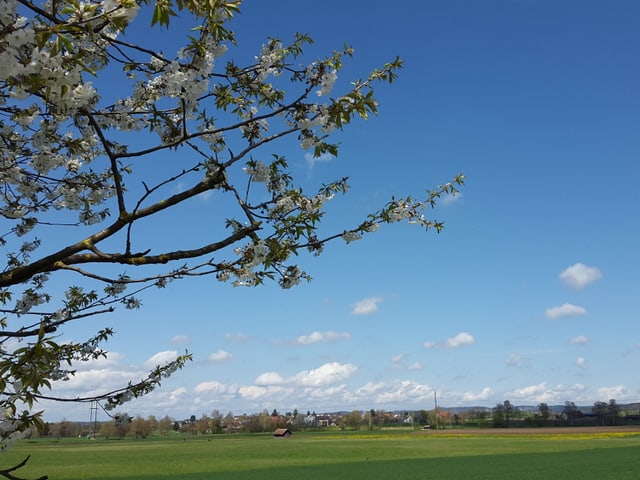 Blauer Himmel, blühender Baum, grüne Wiese.