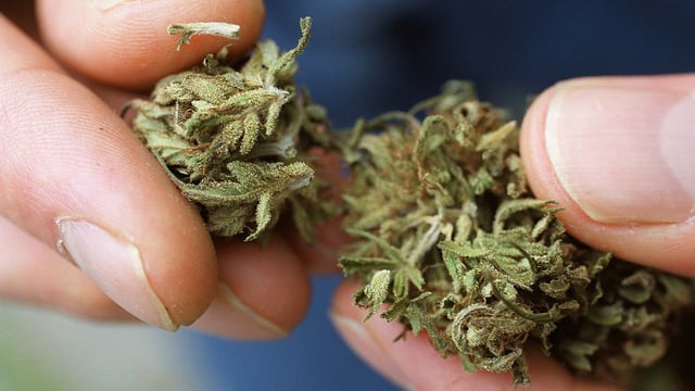 Cannabis in einer Hand Cannabis in einer Hand