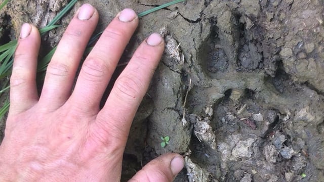 Hand und Wolfsspur im Dreck Hand und Wolfsspur im Dreck