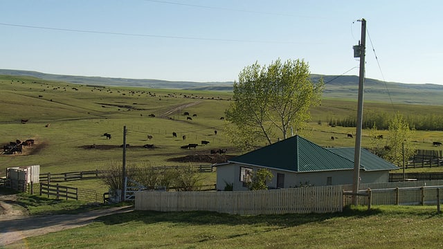 Rinder, Cowboys und eine Farm. Rinder, Cowboys und eine Farm.