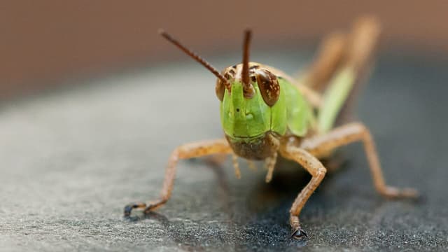 Eine grüne Heuschrecke. Eine grüne Heuschrecke.