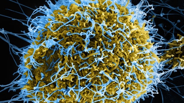 Ein Virus Ein Virus