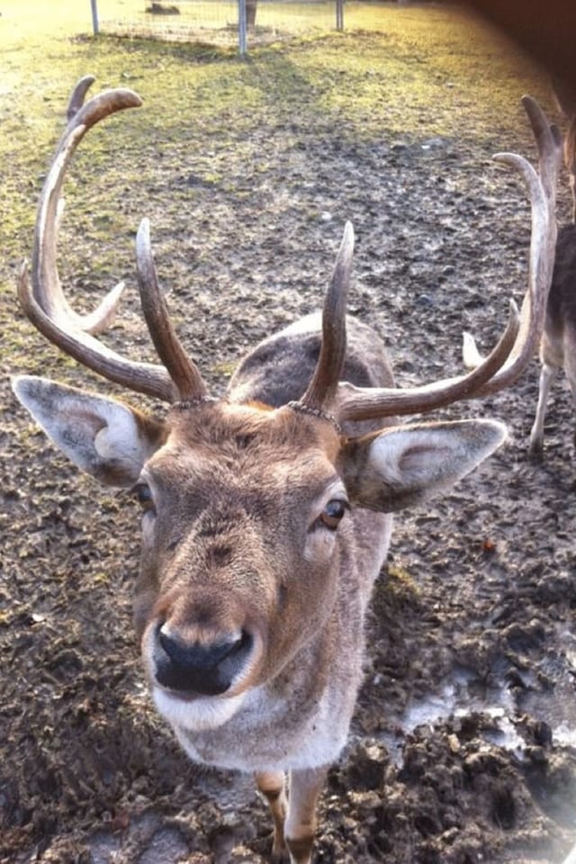 Ein Damhirsch-Stier auf dem Feld.