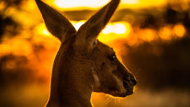 Aus dem Archiv: Australien schiesst Kängurus