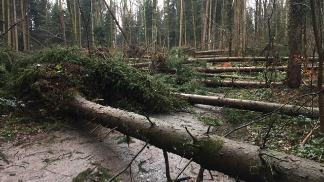Reihenweise umgestürzte Bäume am 4. Januar in Hünenberg/ZG. Reihenweise umgestürzte Bäume am 4. Januar in Hünenberg/ZG.