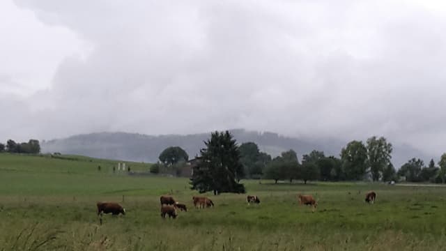 Auch in Kirchdorf (BE) regnete es am Donnerstagmorgen kräftig. Auch in Kirchdorf (BE) regnete es am Donnerstagmorgen kräftig.