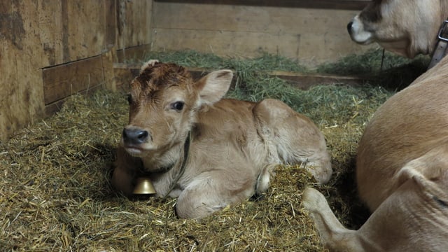Kalb liegt im Heu. Kalb liegt im Heu.