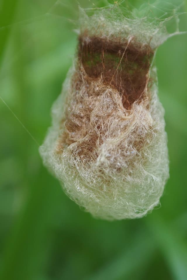 Spinnenkokon Spinnenkokon