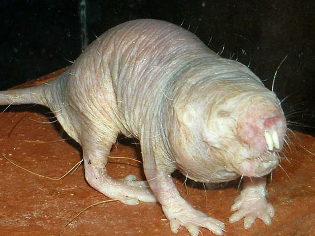 Nacktmul