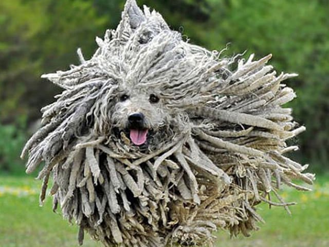 Puli