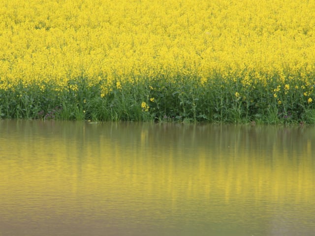 Raps steht neben einem überfluteten Feld.