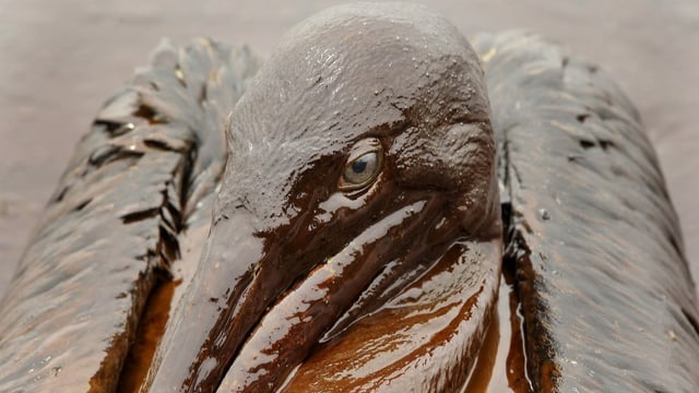 Pelikan nach Ölpest