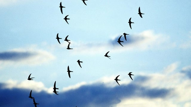 Mauersegler im Flug Mauersegler im Flug