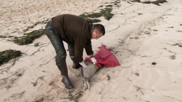 Mann packt toter Seehund in einen Sack. Mann packt toter Seehund in einen Sack.