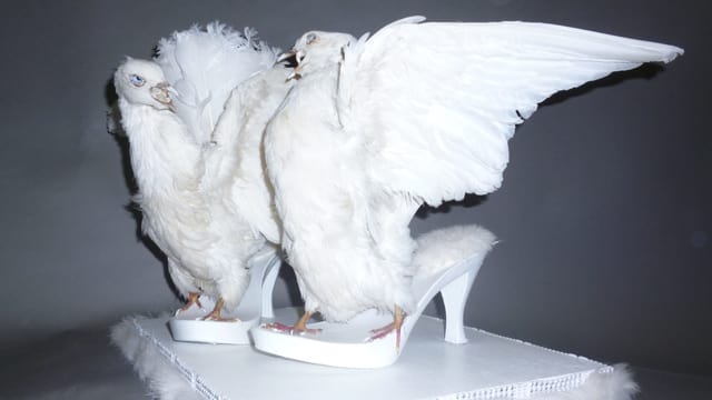 Schuhe, die aus toten Tauben gefertigt wurden Schuhe, die aus toten Tauben gefertigt wurden