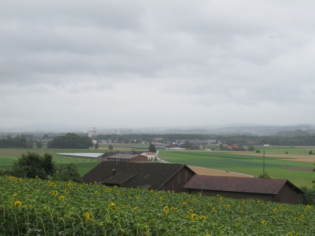 Im Vordergrund zeigt das Bild ein Sonnenblumenfeld, dahinter ist ein Bauernhof und die Felder des Thurtals zu sehen. Im Hintergrund zeichnen sich die Umrisse der Voralpen ab, es ist jedoch trüb. Im oberen Teil des Bildes ist es wolkengrau.