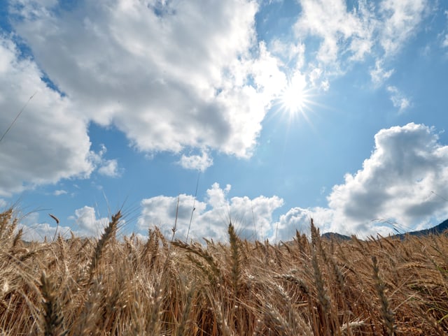Quellwolken über Kornfeld Quellwolken über Kornfeld