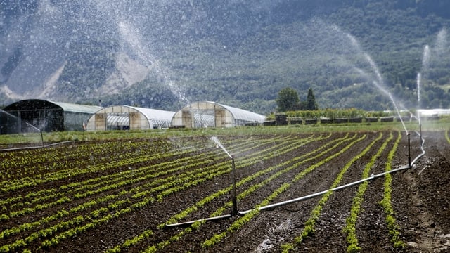 Cultivaziun che vegn sauada. Cultivaziun che vegn sauada.