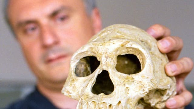 Schädel Homo erectus Schädel Homo erectus