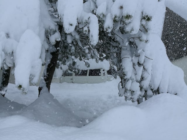 Tanne und Wiese versinkt im Schnee.