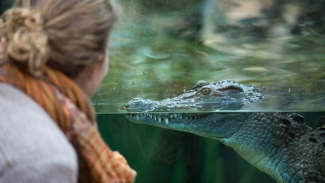Krokodil Krokodil