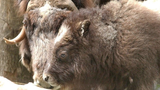 Zwei Moschusochsen im Tierparkt Dählhölzli Zwei Moschusochsen im Tierparkt Dählhölzli